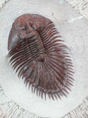 Red Thysanopeltis Trilobite - Hmar Lakhdad, Morocco #31042